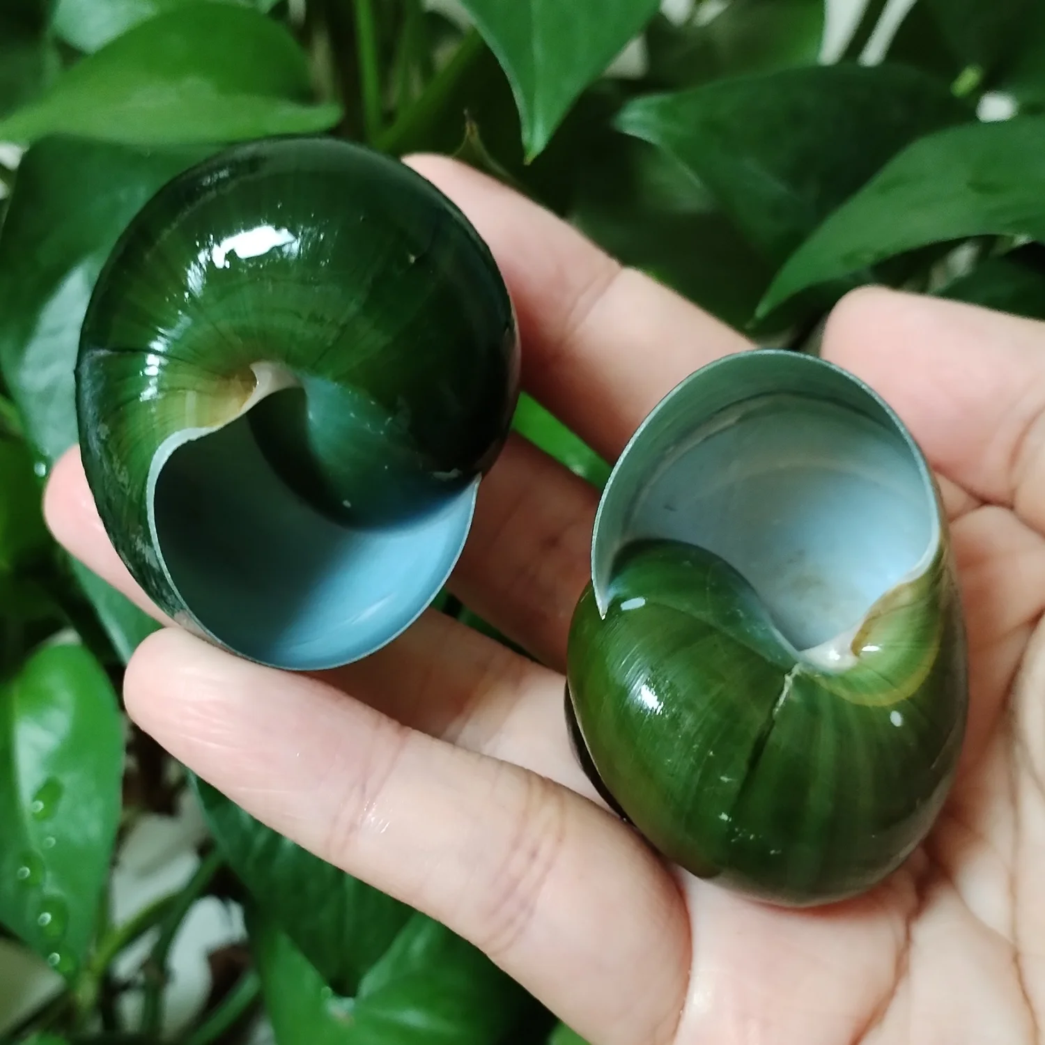 Green Jade Snail Natural Dyakiidae Snails Shell Specimen Collection Fish Tank Landscaping Aquarium Decoration Ornaments