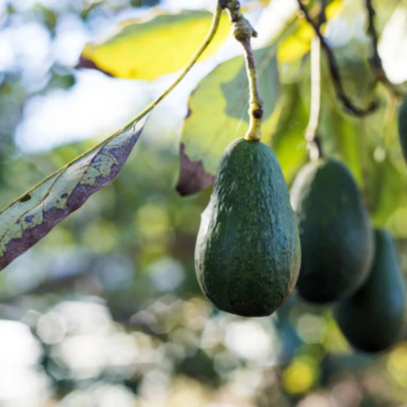 Servo 80kg rc 1/5 servo à prova d'água alto torque 80kg 8.4v metal engrenagem servo digital para redcat hpi baja 5b ss