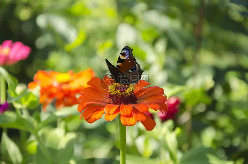 

Комплект из 4 шин 100x42 мм с 5 спицами и 17-мм шестигранным креплением для колес для радиоуправляемых машин Arrma 1/7 Infraction Limitless Felony, запчасти для тюнинга