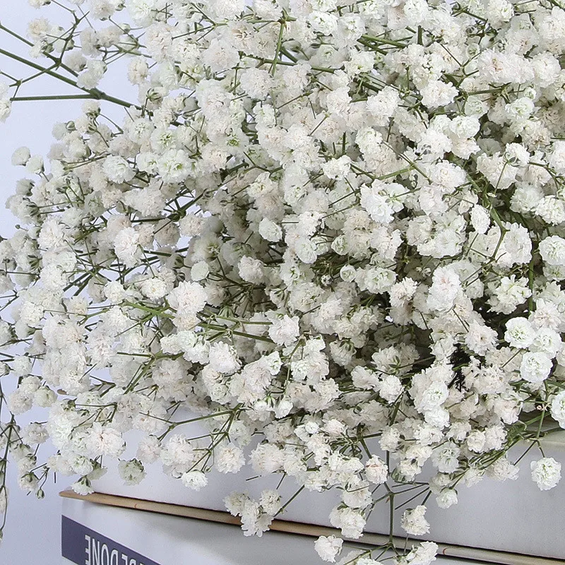 240G Natural Fresh Dried Flowers Gypsophila Paniculata Immortal Babysbreath For Valentine's Day Baby Shower Wedding Decor