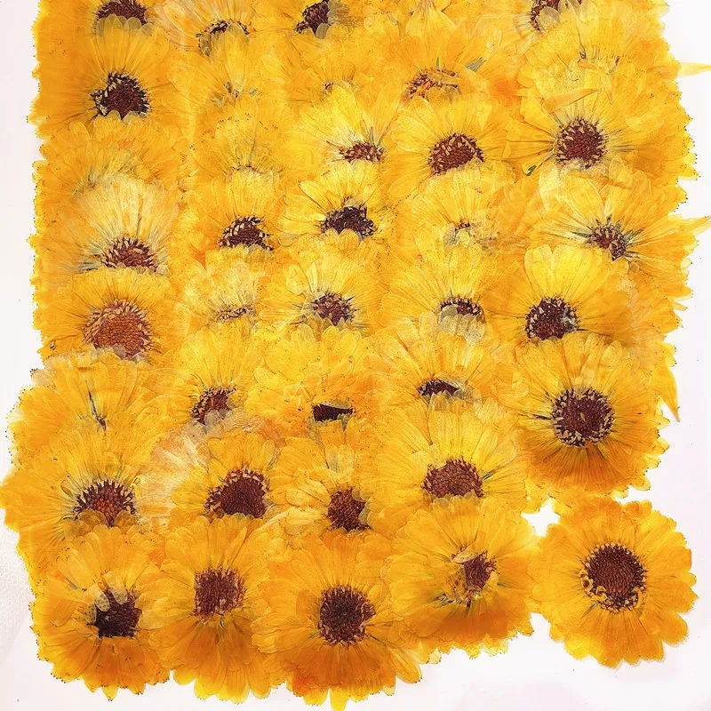 Dried Flower Art Calendula, Raw Material, DIY Card, Candle Decoration,1000Pcs