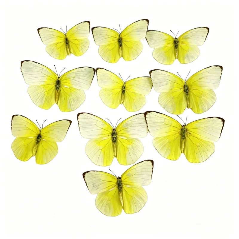 

6-100 pcs natural Real Butterflies Specimen (Catopsilia pomona）