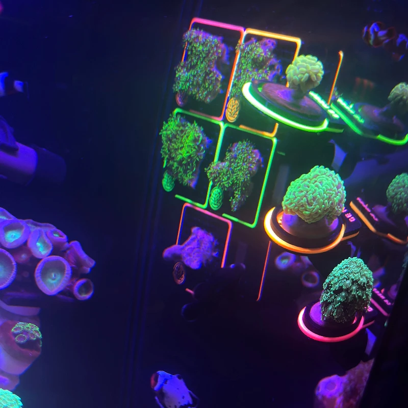 Fluorescent Coral Stand Fish Tank Aquarium Ornament Multi-Angle Adjustable Coral Base 3D Printed N52 Magnet Attachment Parts