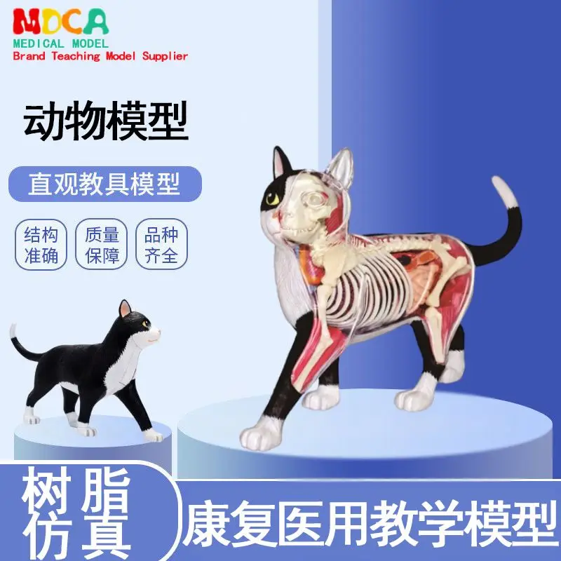 4D Master Black and White Cat Model, Animal Organ Anatomy Model, Medical Teaching Aids, Assembly Teaching Model Ornaments