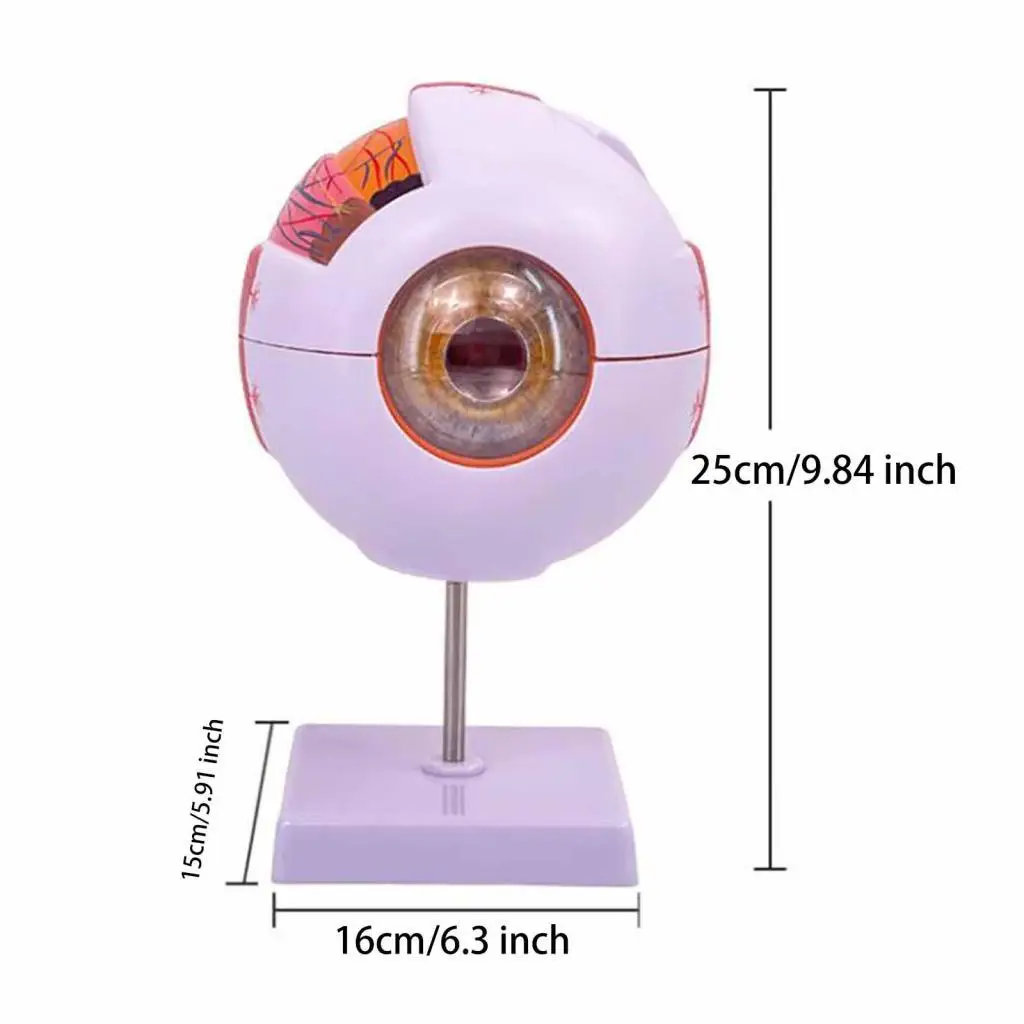 نموذج تشريحي للعين البشرية نموذج عرض مقلة العين الموسع لمعرض البحوث البيولوجية للمختبر والفصول الدراسية للطلاب