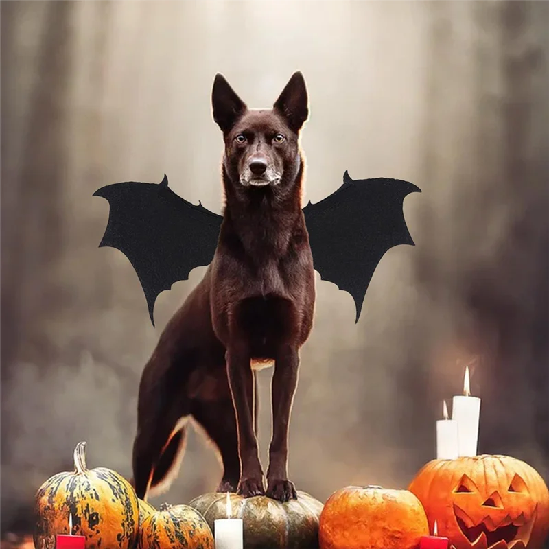 Outdoor Halloween Hond Kostuum - Cosplay Bat Prop recensie en prijs