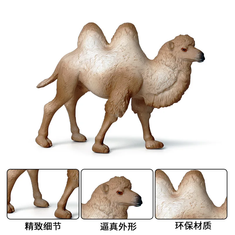 Children's cognition, solid simulation, wild animal world, desert, single and double humped camel, Mongolian camel model toy