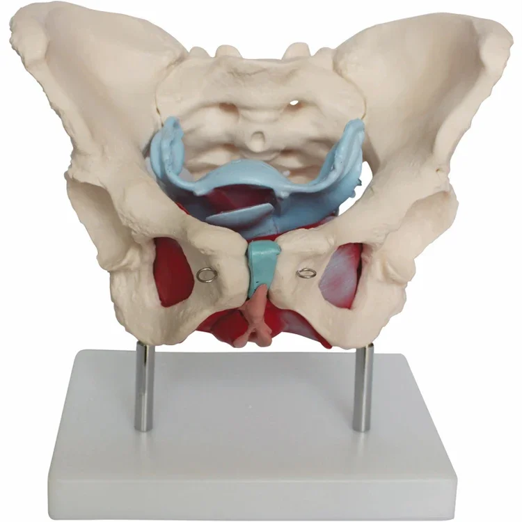 NEW Anatomy Female Pelvis Model With Genitals&Nervus Vascularis 38