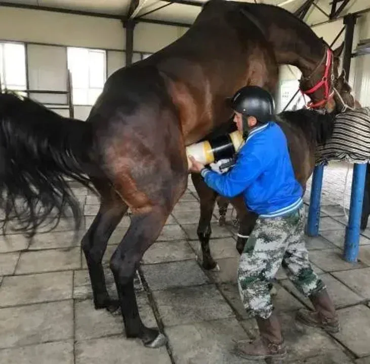 Vagina Palsu untuk Reproduksi Kuda