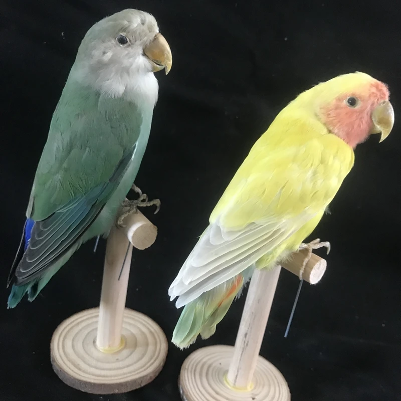 Taxidermy stuffing Eurasian yellow colour Melopsittacus undulatus / Budgerigar Budgie Parrot specimen Teaching / Decoration