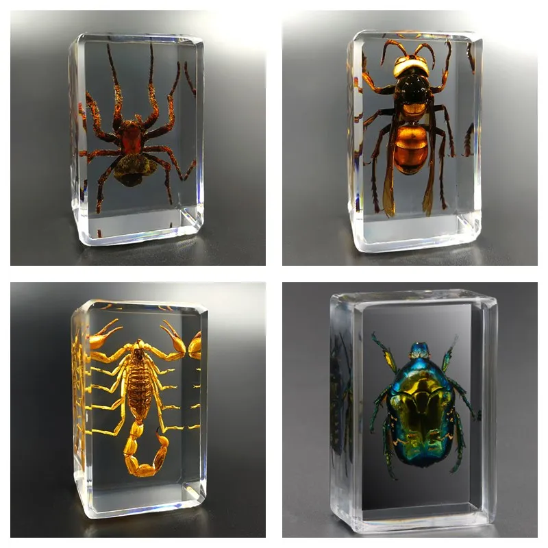 

Real Insect Specimen Scorpion Spider Wasp Beetle Transparent Resin Ideas Small Ornament Teaching Observation Children's Hobbies