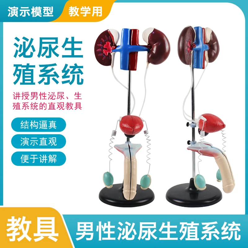 

Male genitourinary system model kidney anatomy mold bladder ureter structure biology laboratory teaching equipment experimental
