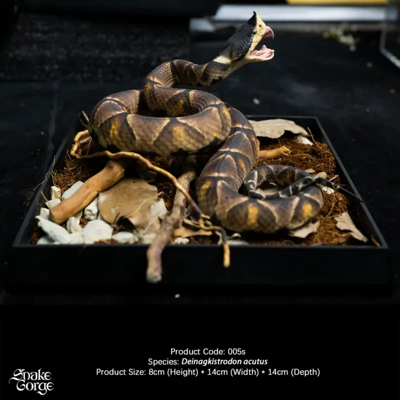Micro Landscape Miniature Model Five step Snake Sharp Nose Viper Animal Figure Indoor Tabletop Decor Scene Diorama Resin Model