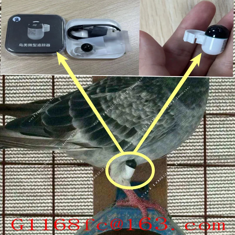 Waterproof Rechargeable Pigeon GPS Positioning Ring, Made of LBS Plastic,  Charged, Suitable for Long-term Outdoor Flights