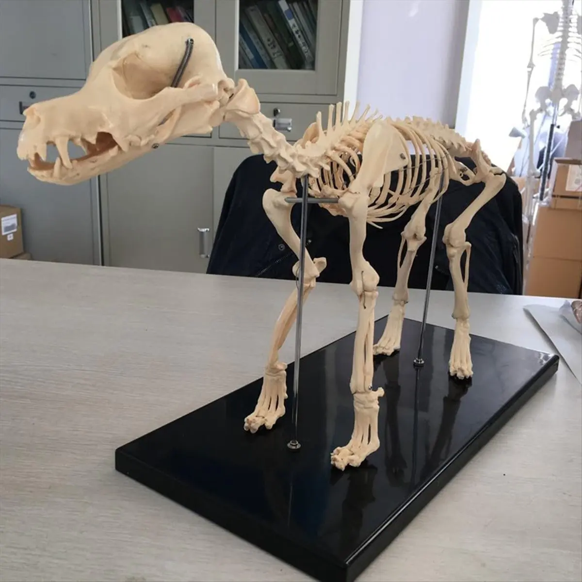 【~ NEW A99Z】Dog Skeleton Model Dog Anatomy Animal Teaching Model Laboratory Veterinary Teaching Demonstration Tool