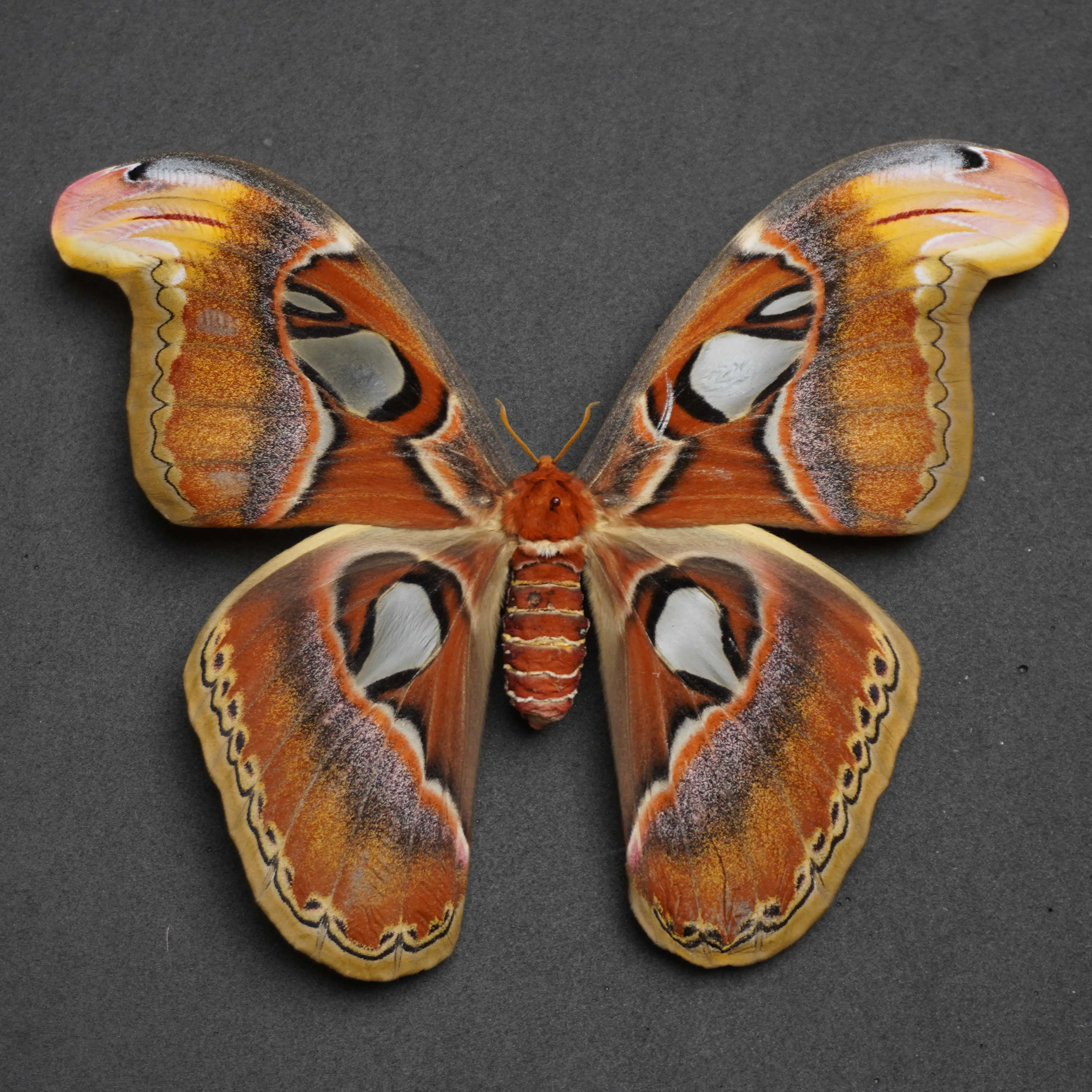 

Giant Moth, Real Rare Moth Specimen, Atlas moth, Suitable For Science education, Collection, Viewing, Gift