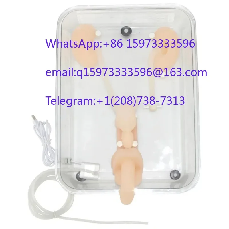 Silicone Ureteroscopy Training Model Simulated Urinary Organ Structure Medical Operation Practice