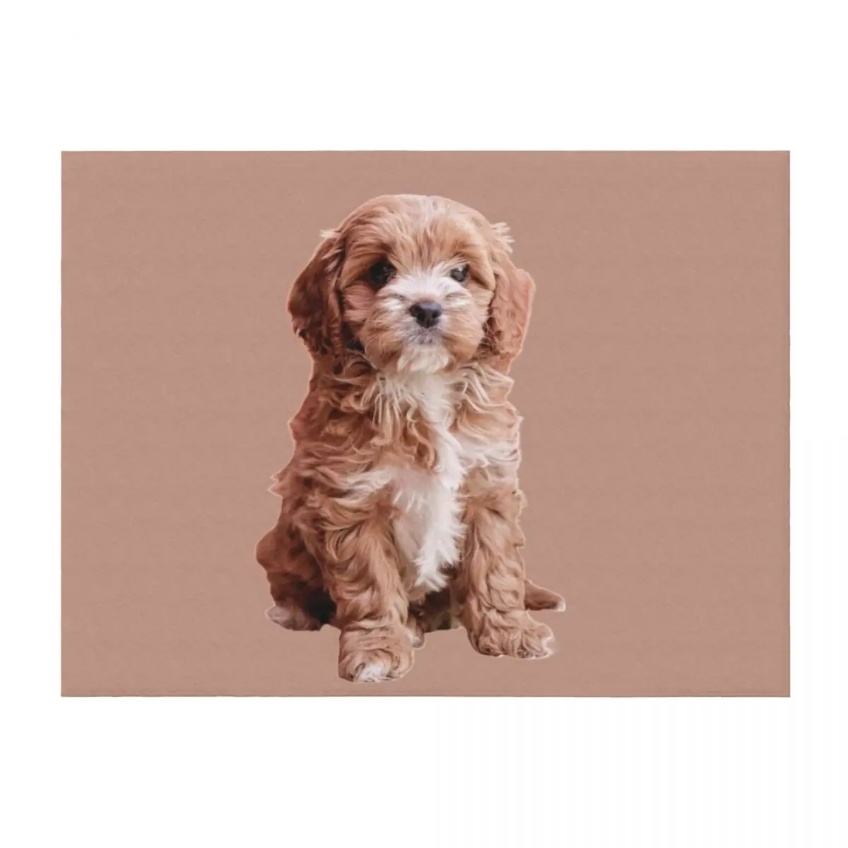 

Cavapoo Throw Blanket Luxury Brand Hair funny gift Personalized Gift Blankets