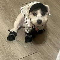 Chaussures résistantes à l'eau pour petits chiens, 4 pièces, protégez les pattes de vos animaux de compagnie et gardez-les secs, bottes de pluie d'extérieur pour chiens 4