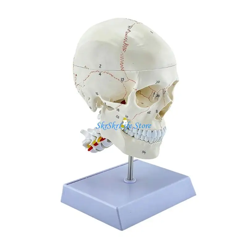 modele-d'enseignement-cranien-naturel-e65e-mettant-l'accent-sur-le-visage-osseux-les-principaux-attributs