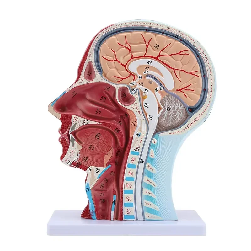 Human Half Head Superficial Neurovascular Model with Musculature Life Size Anatomical Head Model for Medical Science Display