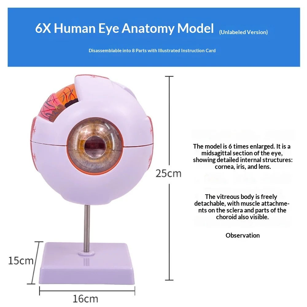 

Анатомическая модель глазного яблока для исследования заболеваний глаз, 6-кратное увеличение анатомической модели глазного яблока, анатомическая модель человеческого глаза