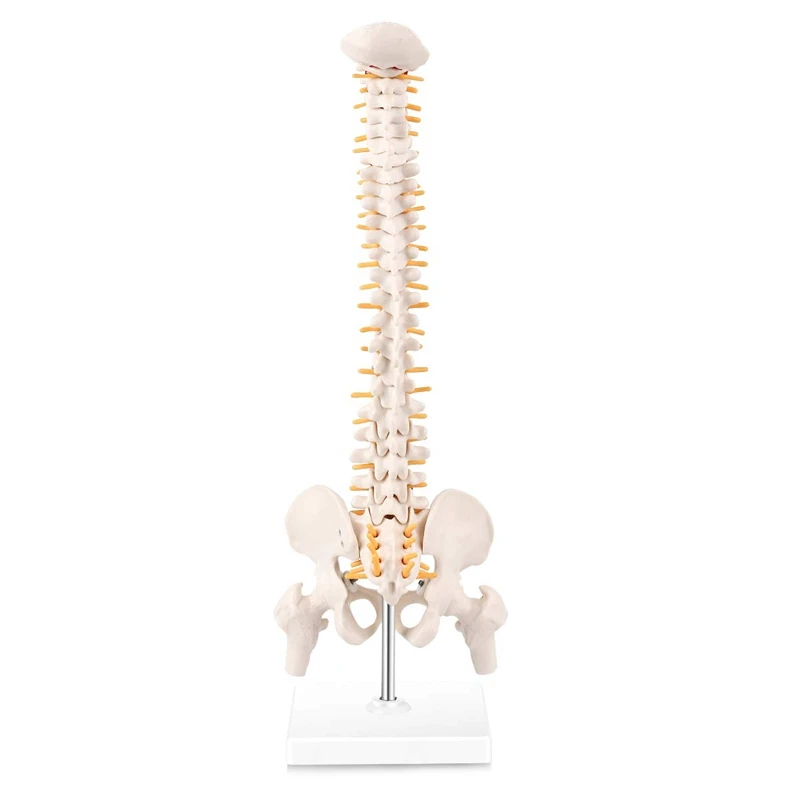 Miniature Spine Anatomy Model, 15.5Inch Mini Vertebral Column Model With Spinal Nerves, Pelvis, Femur, Mounted On A Base