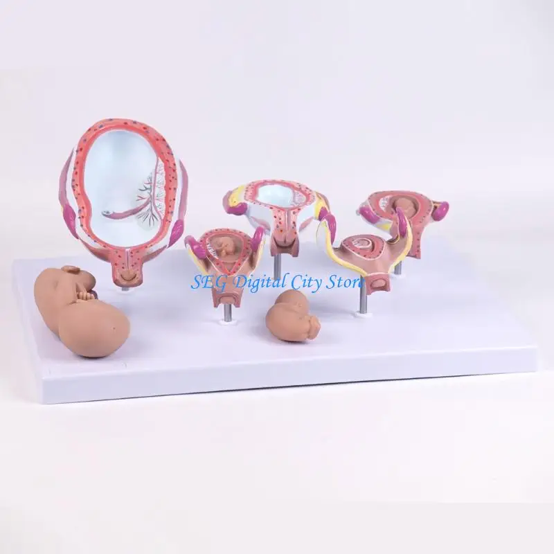 

U75B Embryo Development Model Five Parts for Medicals Education and Realistic Anatomy