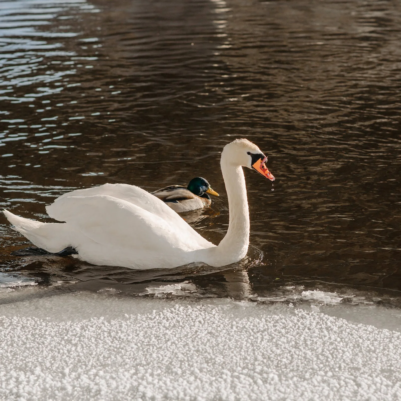 

50Pcs Goose Anti-Pecking Glasses Large Muscovy Eye Mask Clip- Equipment Poultry Plastic Pecking Proof