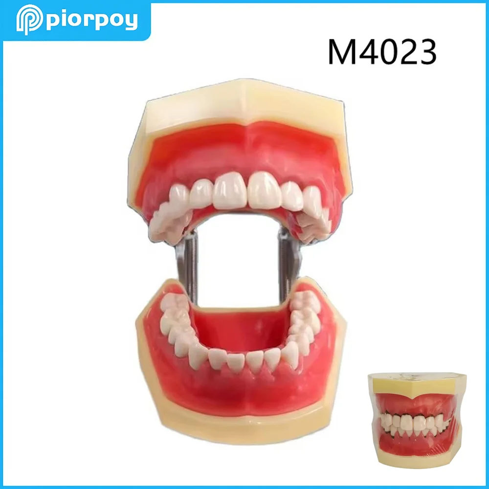 M4023 Dental Teeth Model 28 Teeth Soft Gum Studying Periodontal Teaching Mold for Demonstrating Calculus Dentistry Traning Tools