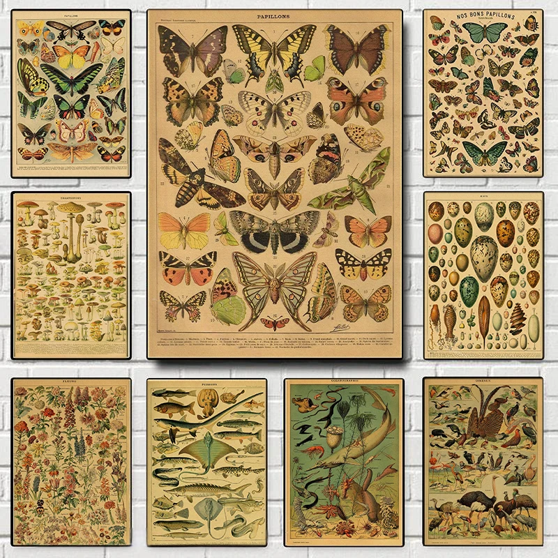 Botanische Kunstdrucke, Pilz-Retro-Poster, Tier/Blume/Pflanze/Blatt/Schmetterling, Studienmalerei, Vintage-Studienzimmer, Heimwanddekoration