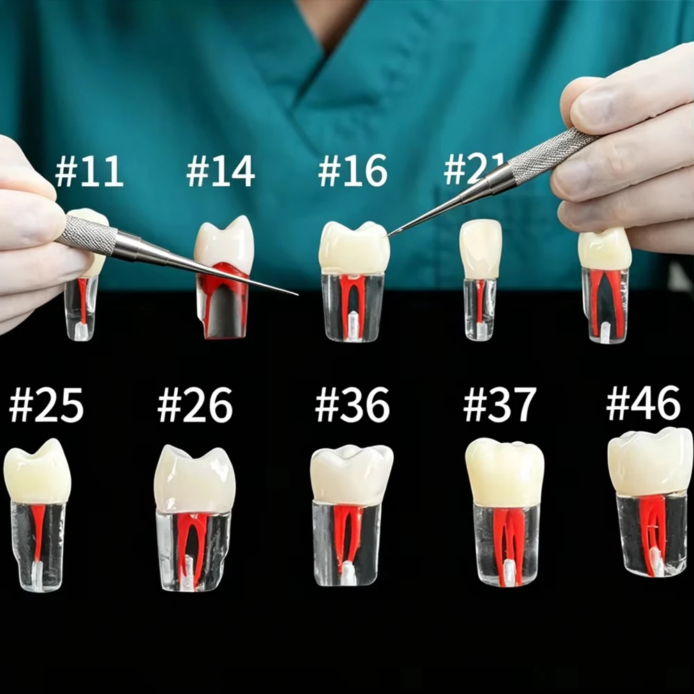 20pcs Dental Endo Training Model Resin Root Canal Block RCT Practice Teeth Pulp Cavity Tooth Model for Dentist Students Studying