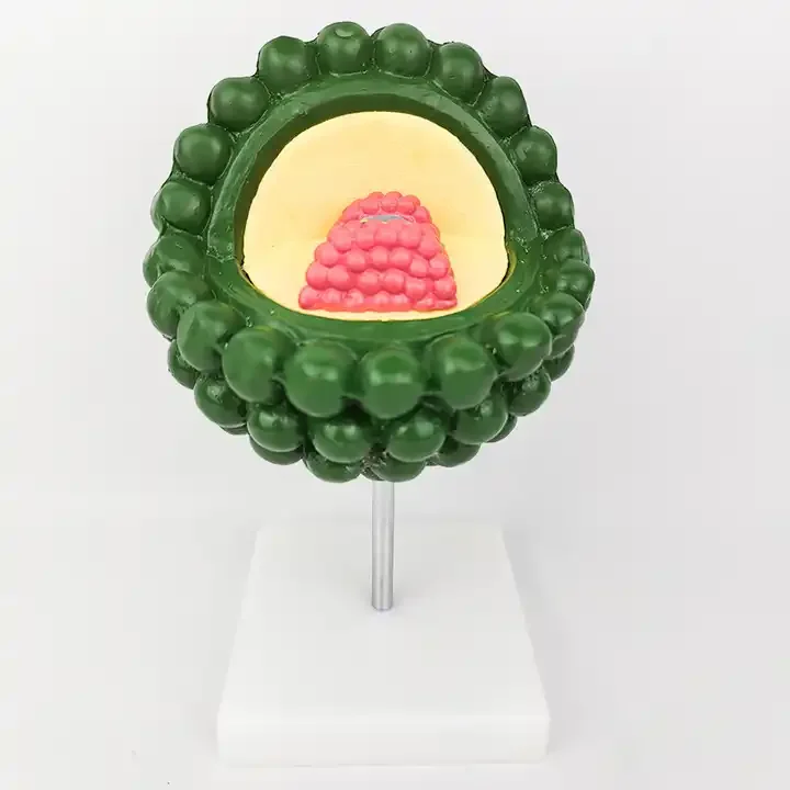 Medical Teaching Equipment Virus Model Adenovirus Phage Combination Virus Model Biological Model Teaching Aid