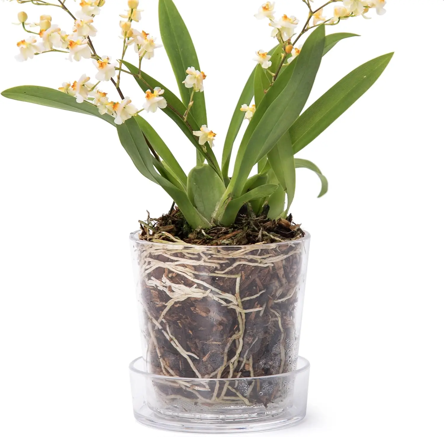 

3.5 Inch Clear Acrylic Planter Pot with Tray, Orchid Pot with Drainage Holes, Deep Saucer for Bottom Watering, Tran