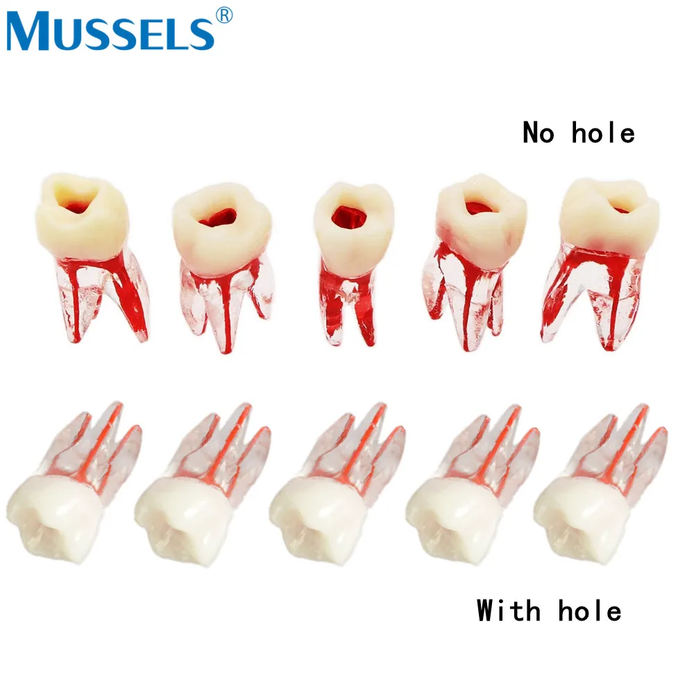 Endo zęby Model kanału korzeniowego RCT blokuje plik endodontyczny jama miazgi dla stomatologii nauczającej badania trening zębów żywicy