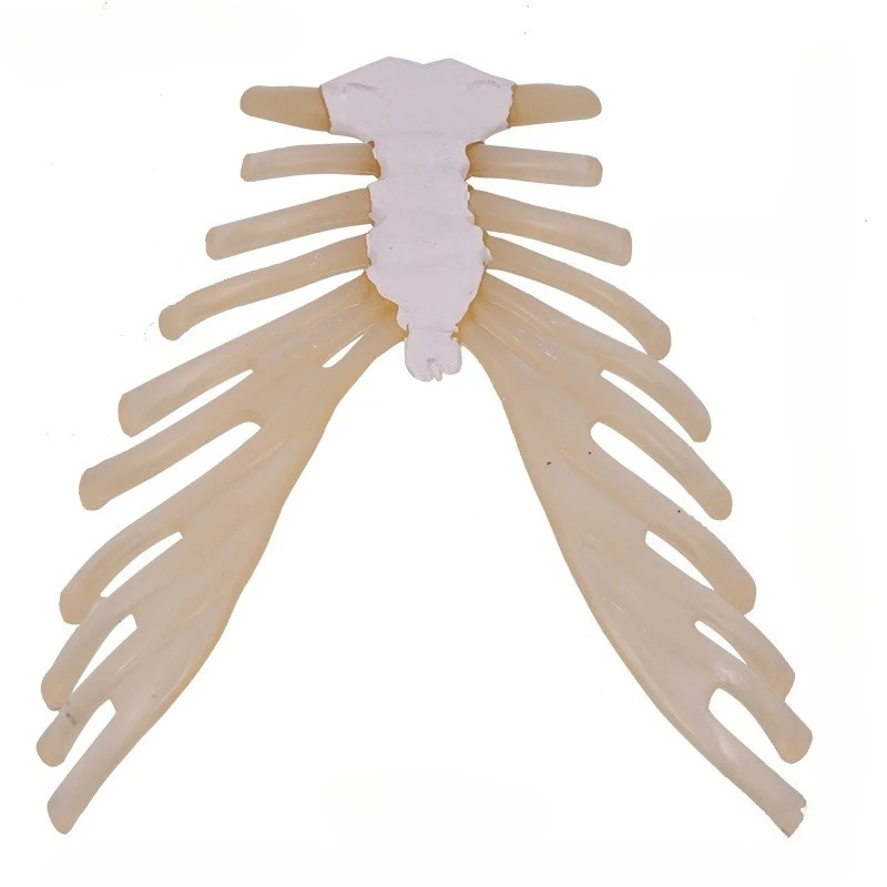 Human skeleton teaching aid model, sternum rib with ribbed cartilage, medical teaching anatomy model