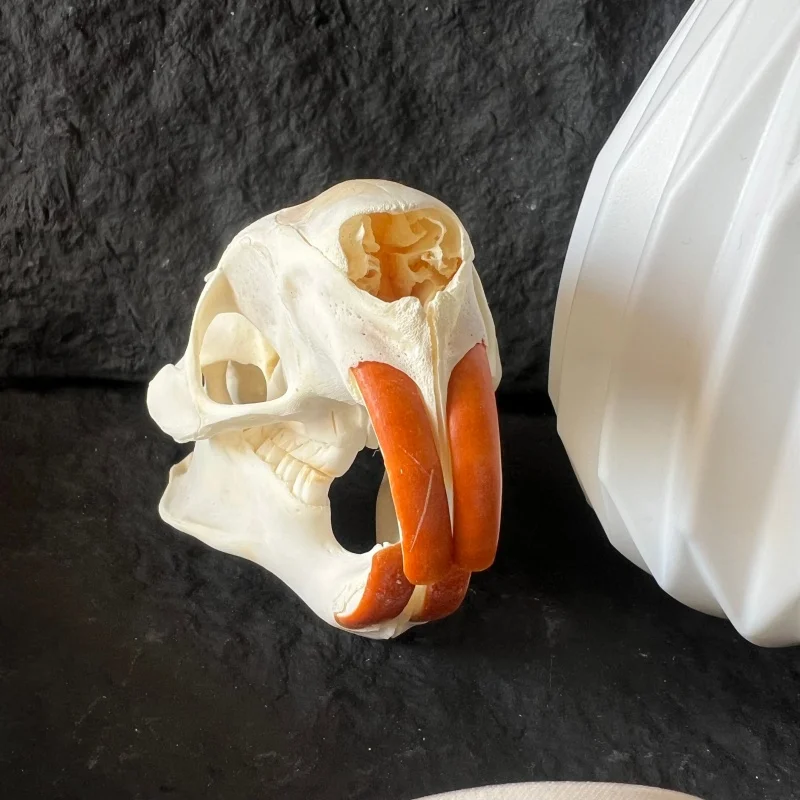 1/2/3/5/10Pcs Real Skull Crafts Coypu Skull for DIY Decorative Collection Educational Taxidermy Teaching Model Display