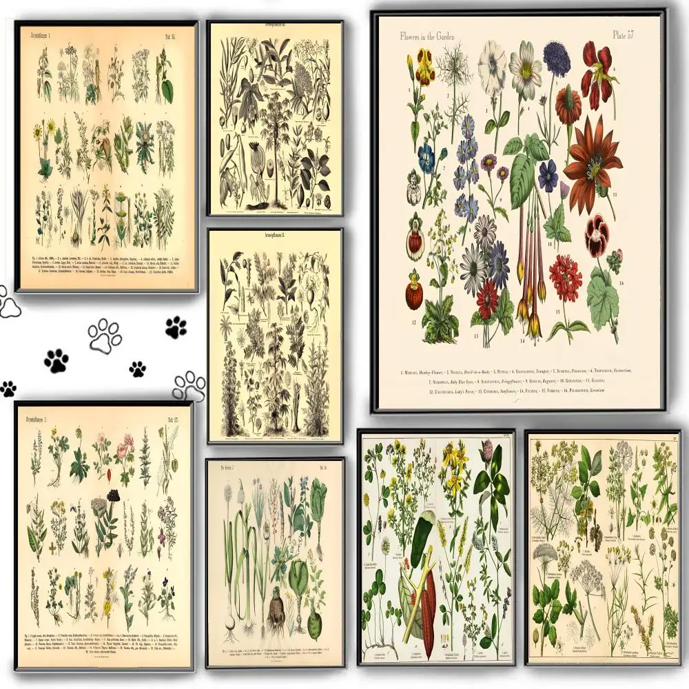 

Kitchen Botany Medicinal Herb Plants Retro Poster HD Anime Hot Theme Singer/OST/Movie-Waterproof Self-Stick Home Decor