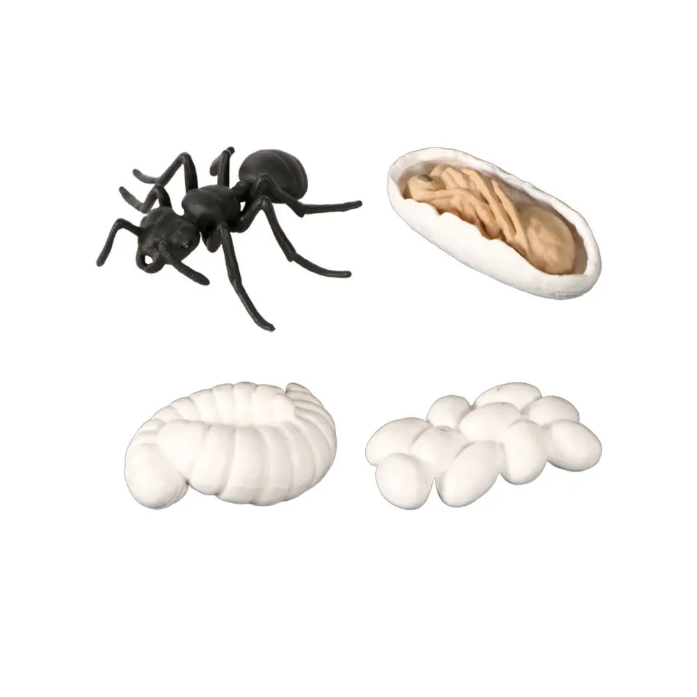 

Kids Classroom Educational Toys Animal Growth Stage Model Adornment Life Cycle of Ant
