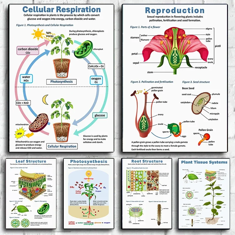 Plant Science Biology Plant Photosynthesis Pictures Modern Art Home Classroom Decoration Posters and Prints Cuadros