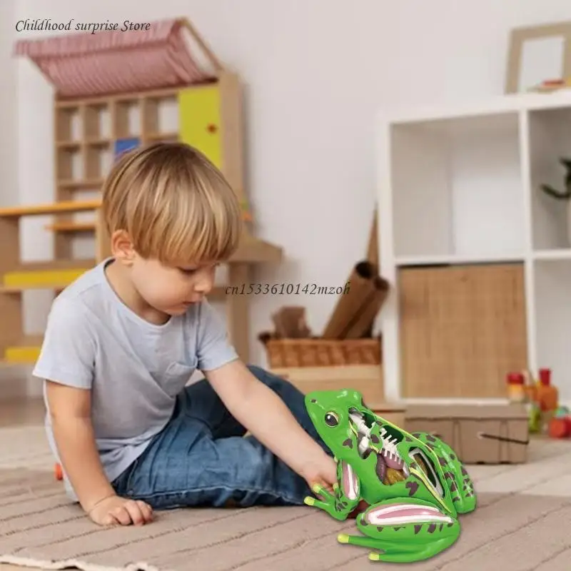 4D Anatomical Frogs Educational Toy for Children Veterinary Teaching Model Biology Technology Gadget Equipment Dropship