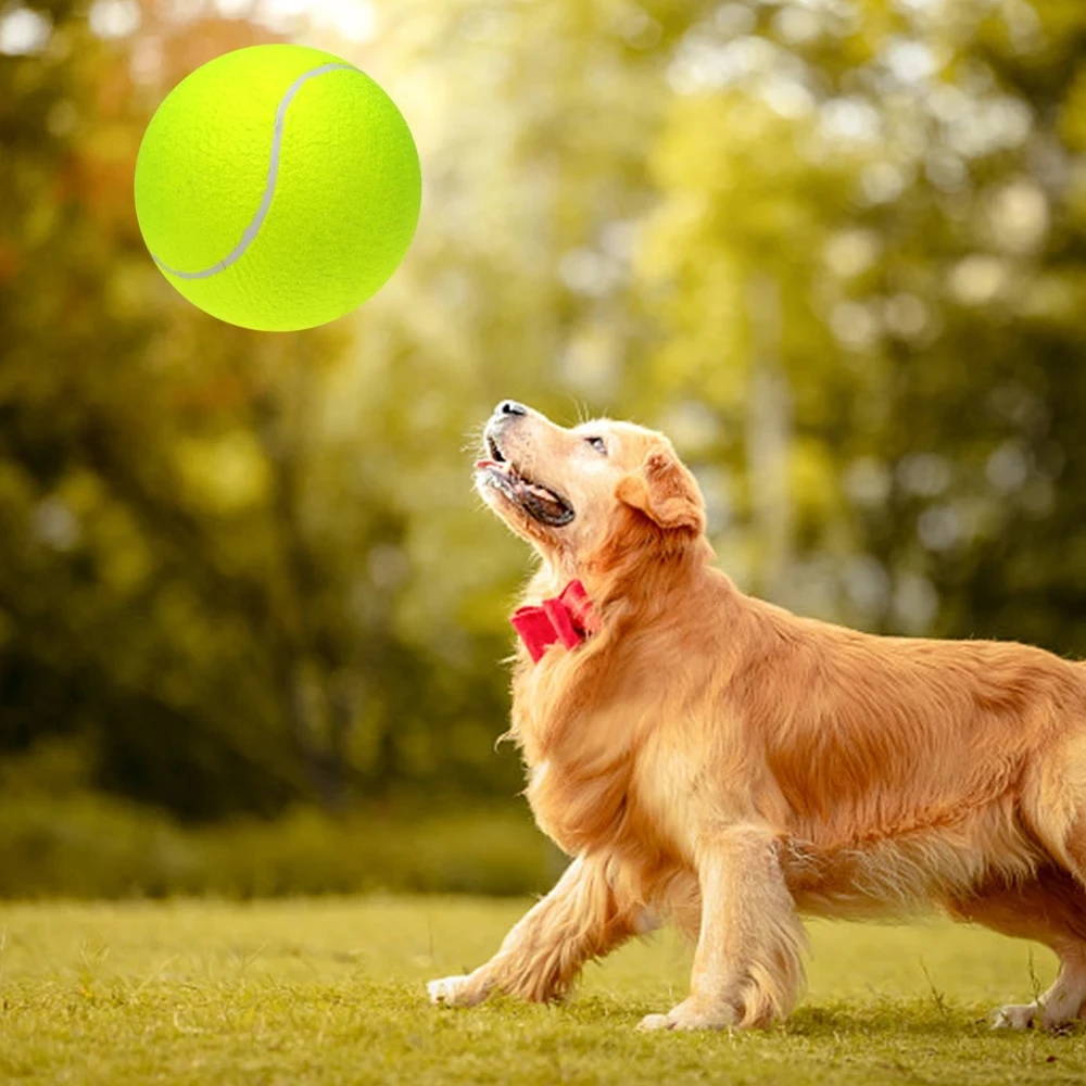 Bolas de tênis resistentes à mordida para cães, Produto de treinamento, Pet Shop, Cachorro, Teddy