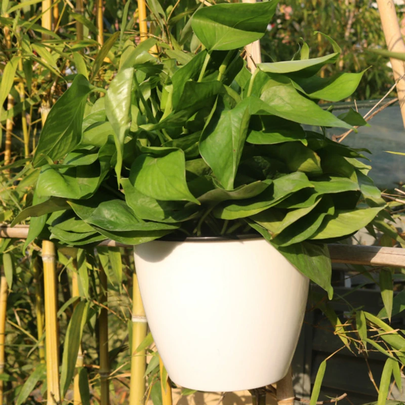Wall-Mounted Flower Pot Automatic Water-Absorbing Plastic Circular Creative Wall Hanging Green Luo Small Flower Pot