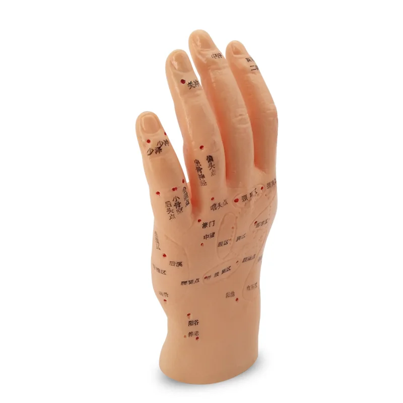 Human Acupuncture Palm Model Hand Medical Model Meridian Acupoint Model 15CM Length Traditional Chinese Medical Teaching Models