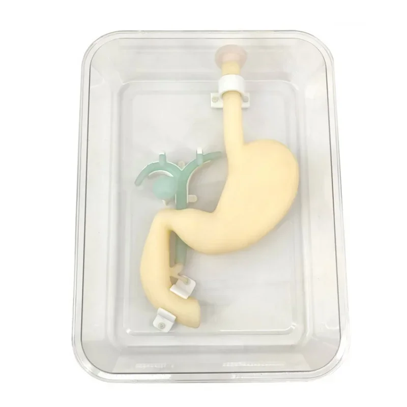 Medical Science Gastroduodenal Biliary System Simulator for Teaching Operation Training Model  fast shipping