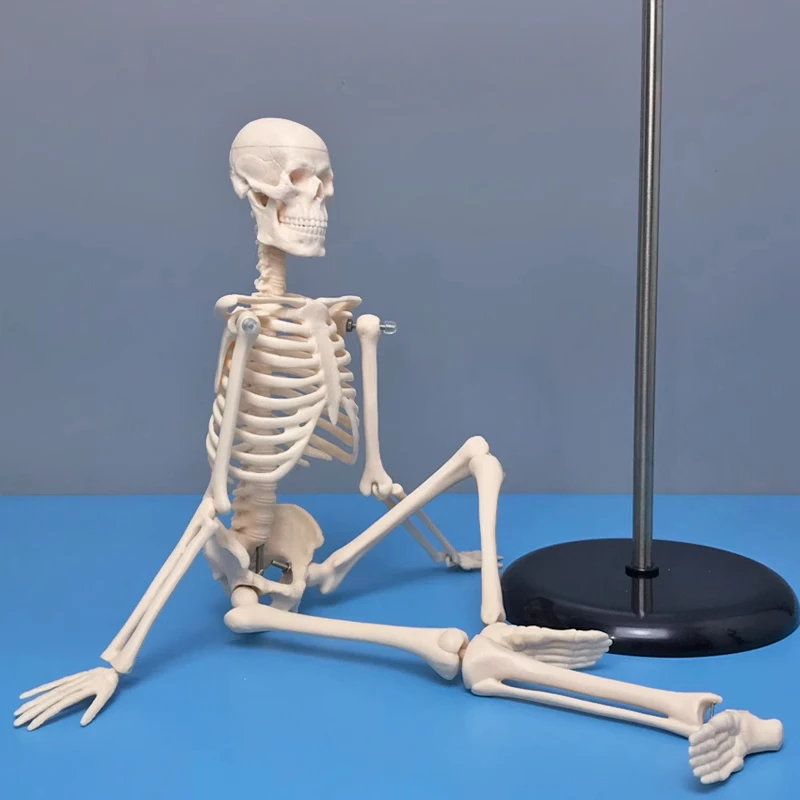 

Модель скелета человека высотой 45 см, костная полка, форма для обучения студенту Сяобаи, съемные конечности