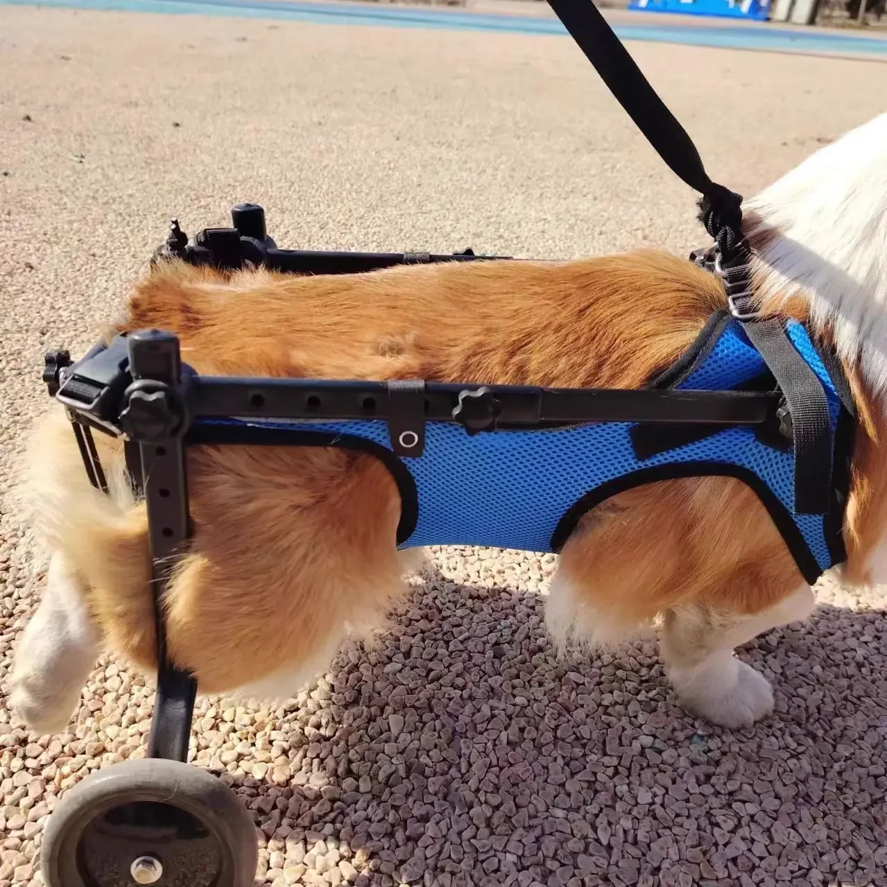 

Dog wheelchair hind limb paralysis rehabilitation Small dog transportation Disabled car Dog hind leg brace