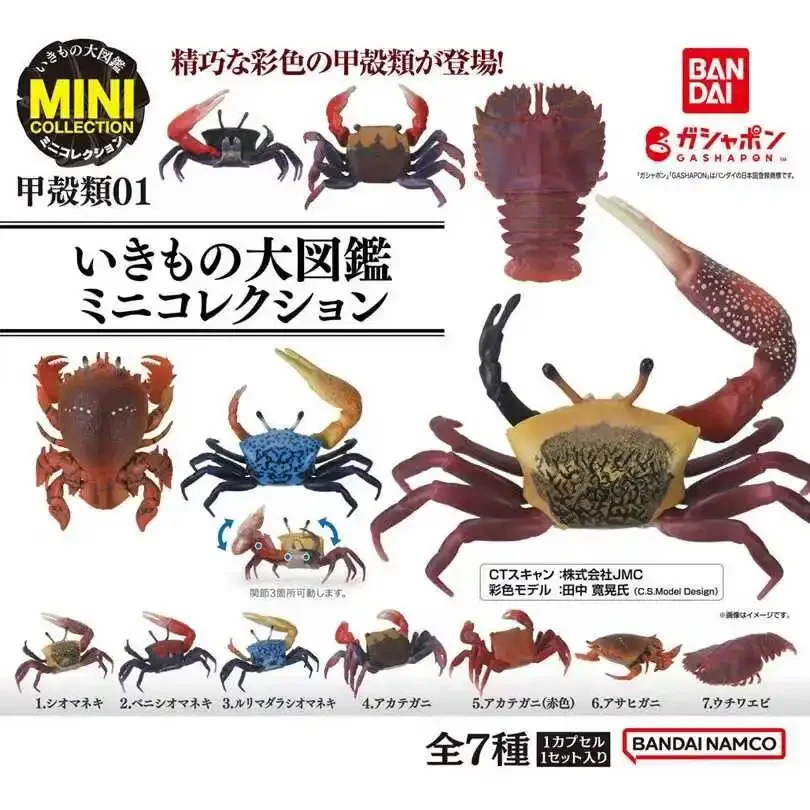 Genuine Gacha Biological Atlas of Crustacean Series 1 Fiddler Crab Asahi Crab Simulation Animal Action Figure Toys