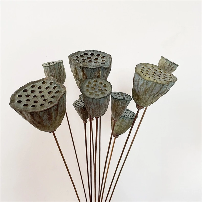 Natural Dried Lotus Pods with Seeds for Photography Props, Art Display, Dried Flower Arrangement, Boho Home Decor,DIY Material