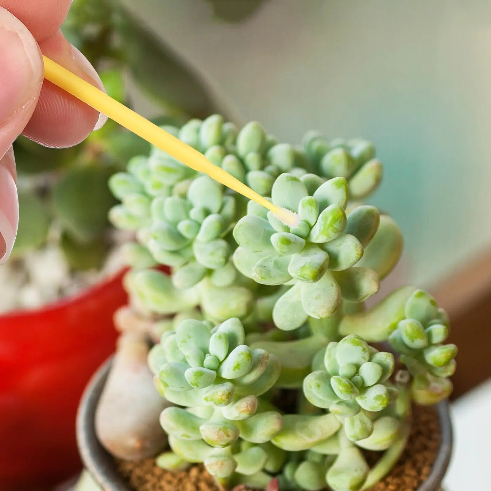 100 Pcs Chalk Pen Fruit Pollination Tree Pollinator Gardening Tools Self Pear Round Pollinators Yard